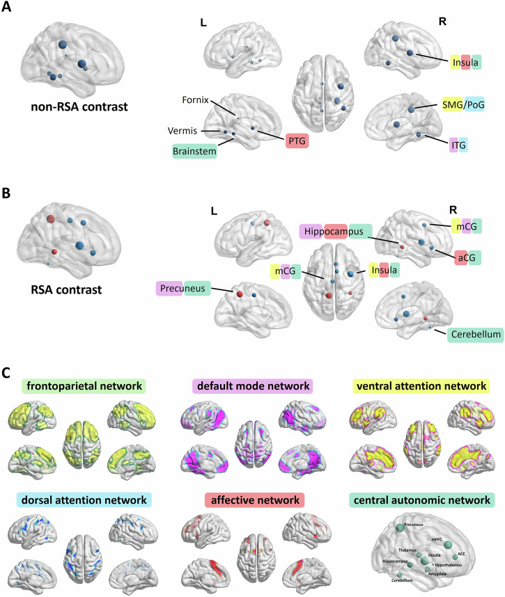Fig. 3. Overlap between HRV-related brain activations, resting-state networks, and the CAN in patients with MDD compared with HCs.Panels show regions with significant group differences: A non-RSA-related activations; B RSA-related activations. Red dots indicate MDD > HC; blue dots indicate MDD < HC. C Reference map of major resting-state …